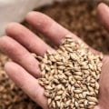 Everything You Need to Know About Wheat Malts and Grains