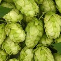 Common Hops Varieties: A Comprehensive Guide