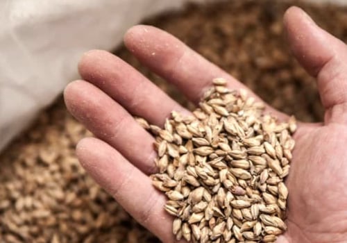 Everything You Need to Know About Wheat Malts and Grains