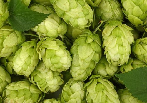 Common Hops Varieties: A Comprehensive Guide